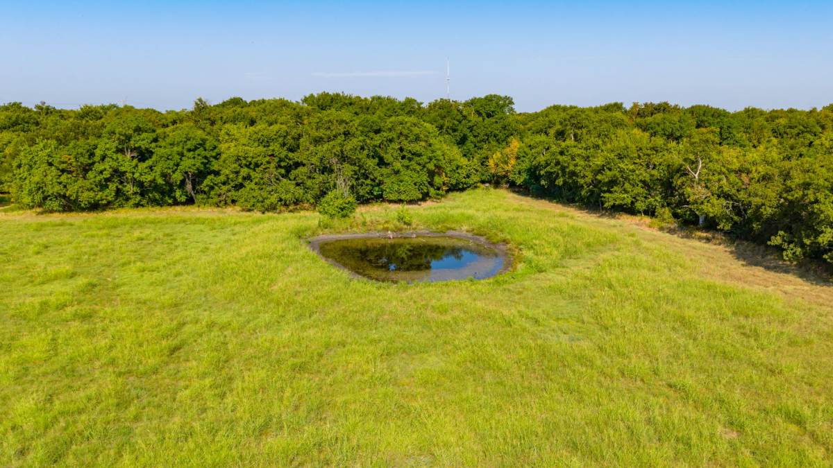 Wooded pond