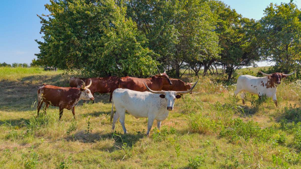 Cattle in the shade